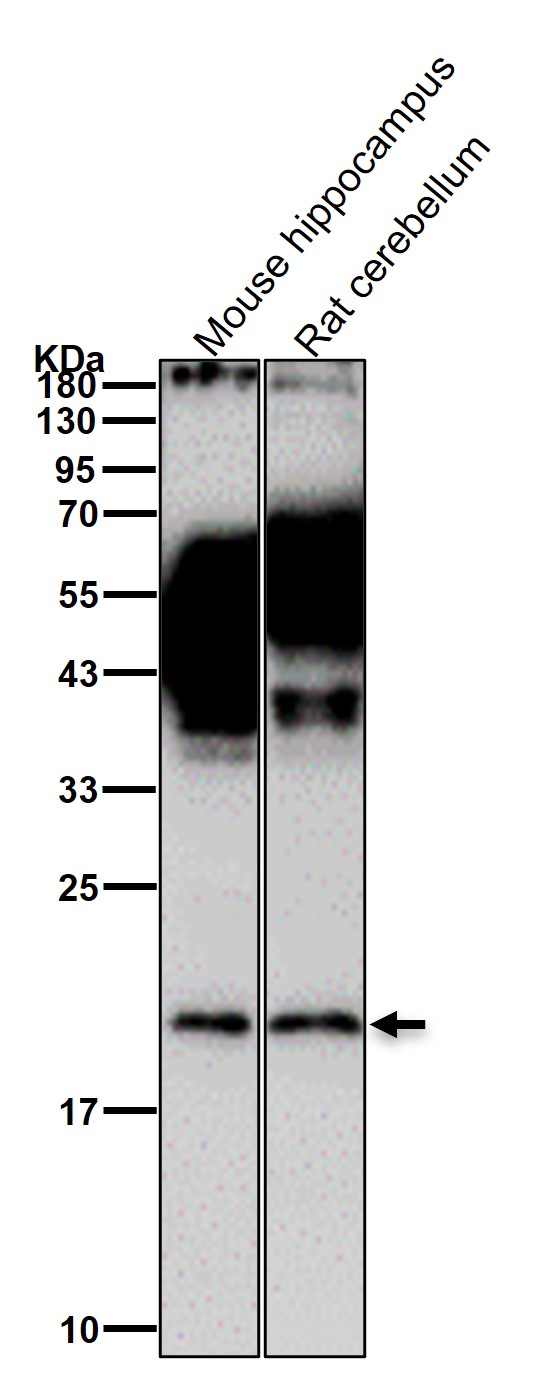 PTP4A2 Ab