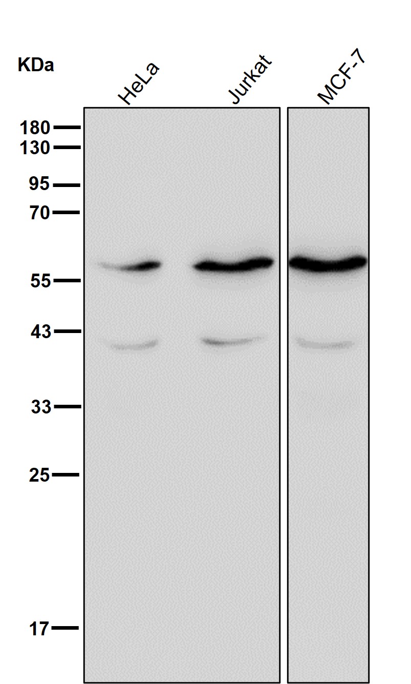 Fibulin 5 Ab