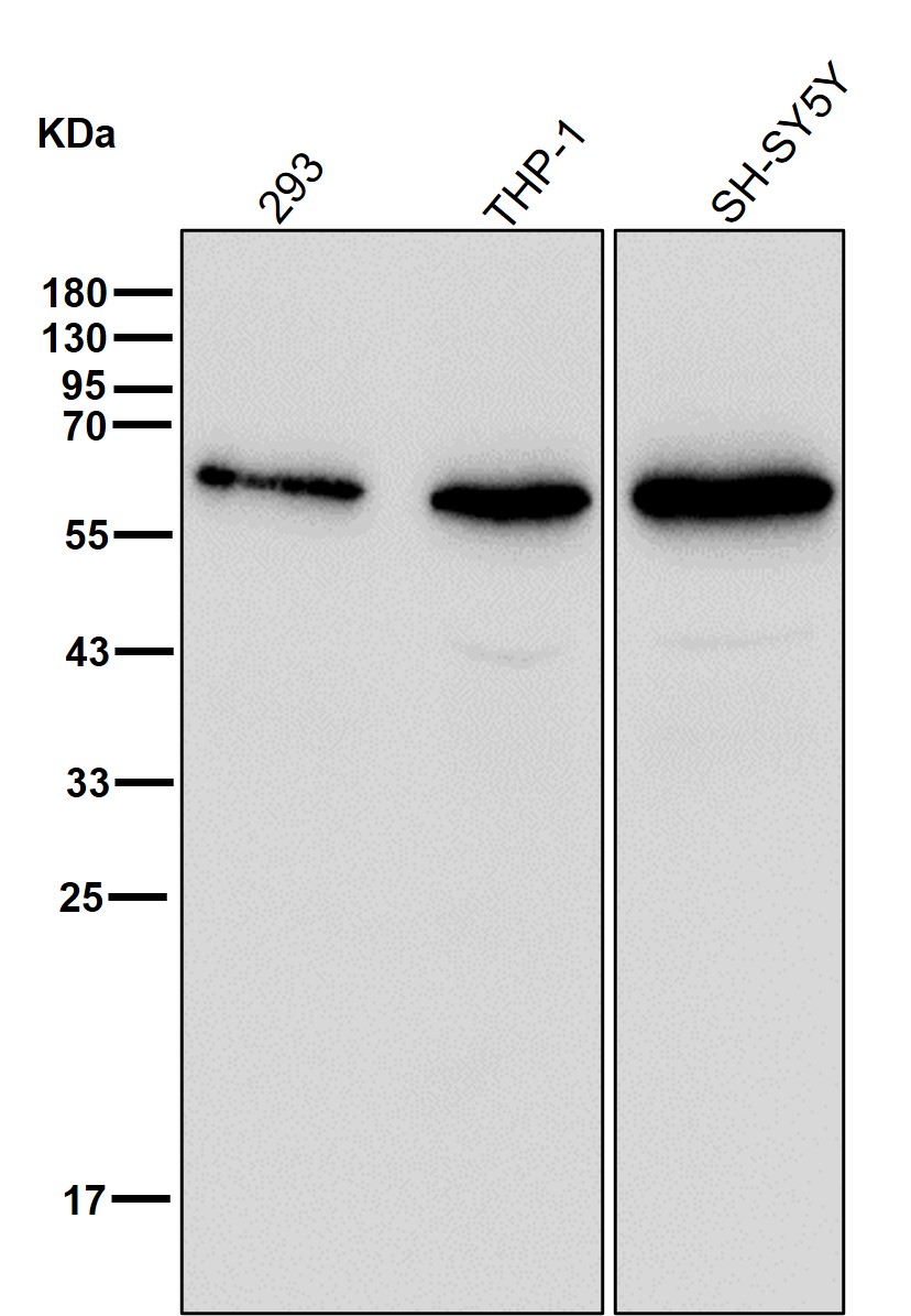 Fibulin 5 Ab