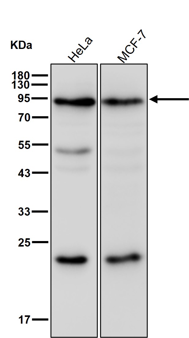 Ena/VASP-like Ab