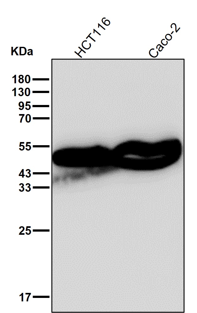 Cytokeratin 18 Ab