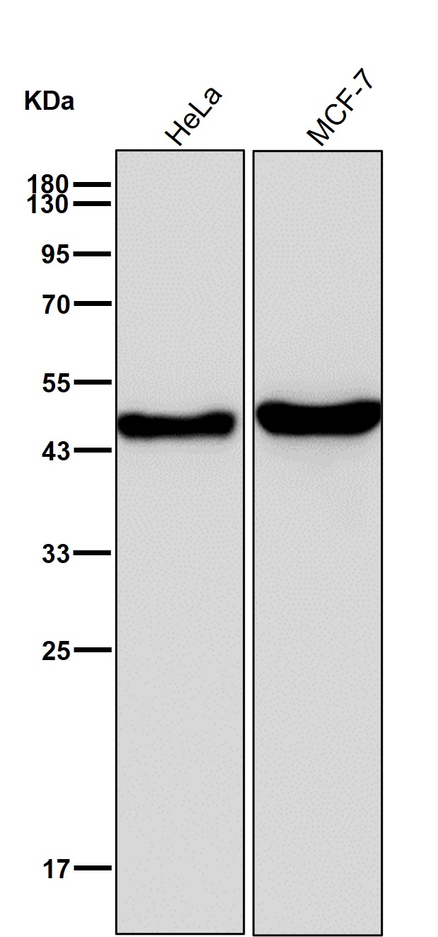 Cytokeratin 18 Ab