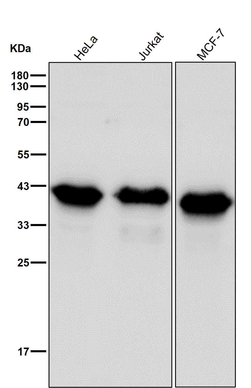 SMN1 Ab