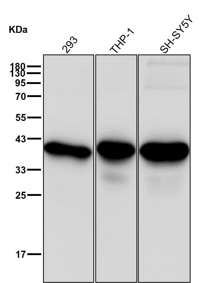 SMN1 Ab