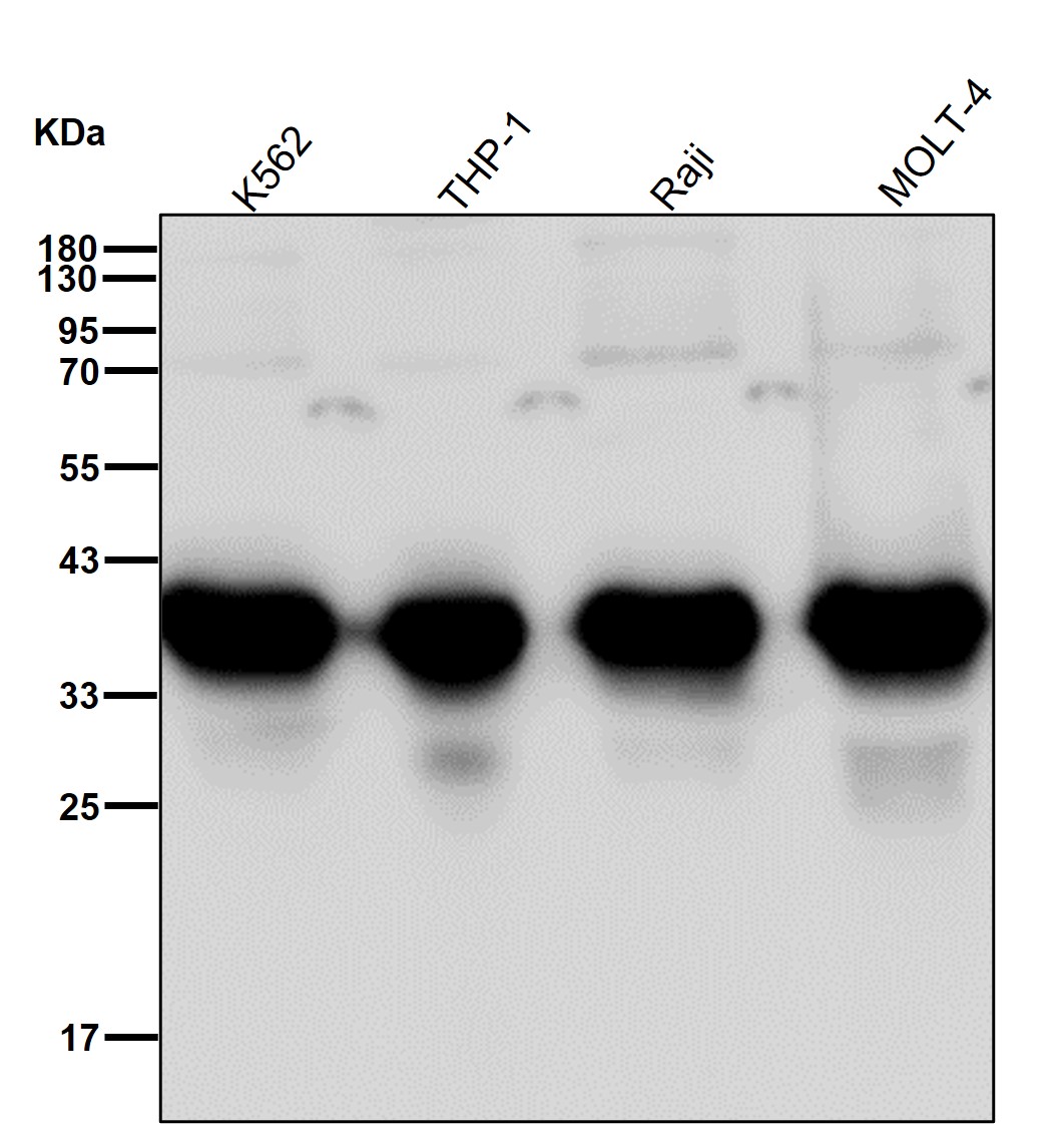 SMN1 Ab