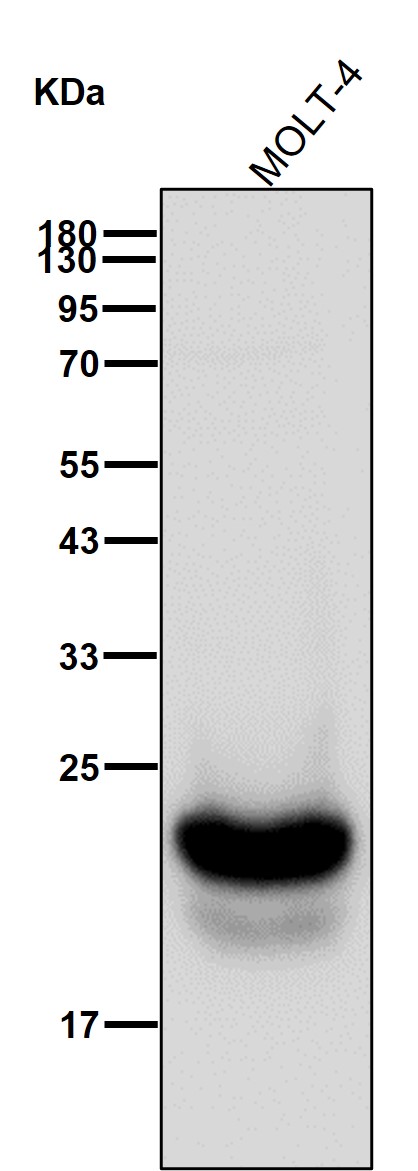 CD3 gamma Ab