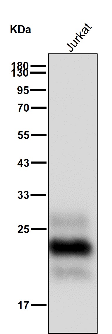 CD3 gamma Ab