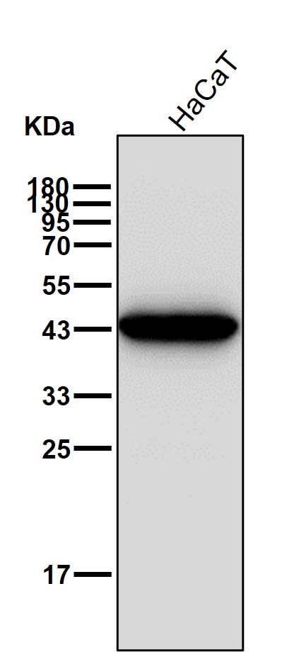 Cytokeratin 18 Ab