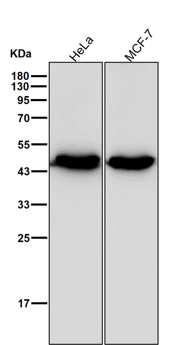 Cytokeratin 18 Ab