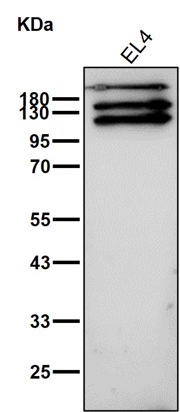 Androgen receptor Ab