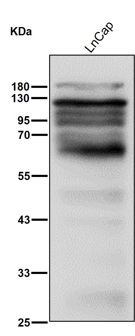 Androgen receptor Ab