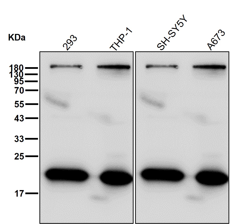 Peroxiredoxin 2 Ab