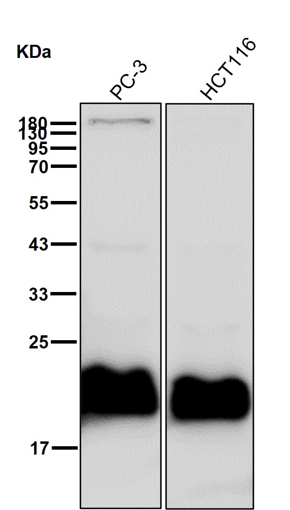 Peroxiredoxin 2 Ab