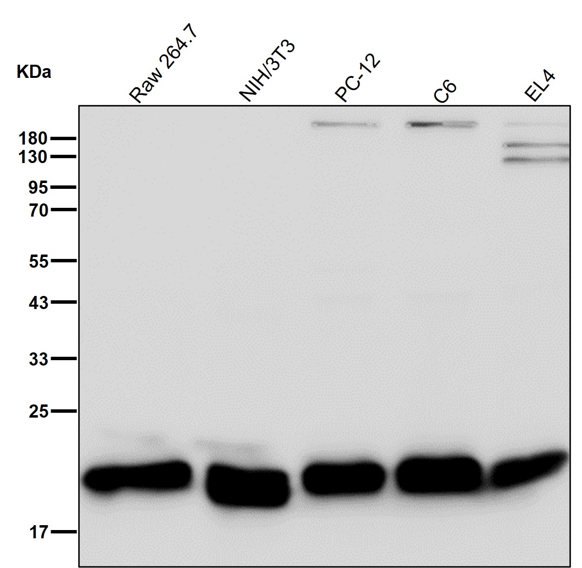 Peroxiredoxin 2 Ab