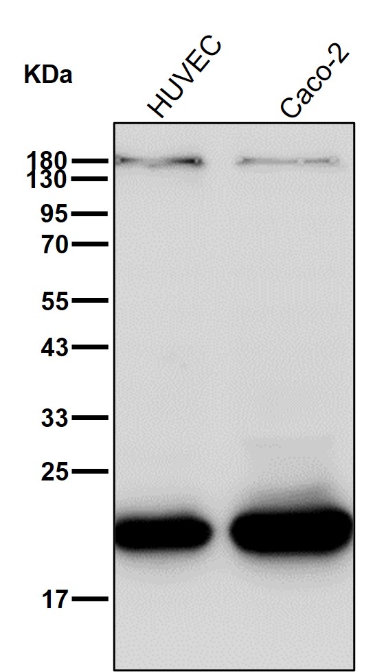 Peroxiredoxin 2 Ab