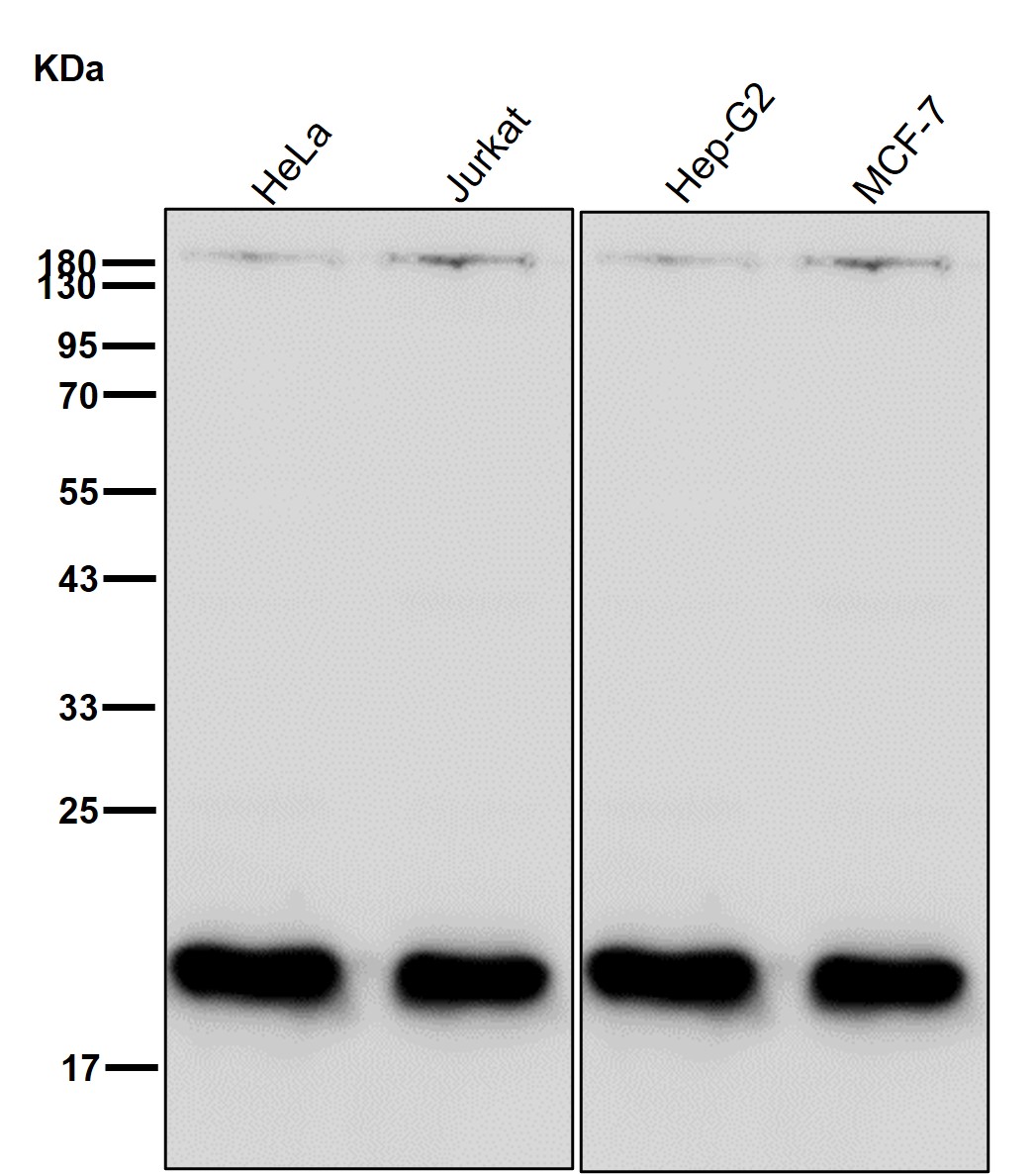 Peroxiredoxin 2 Ab