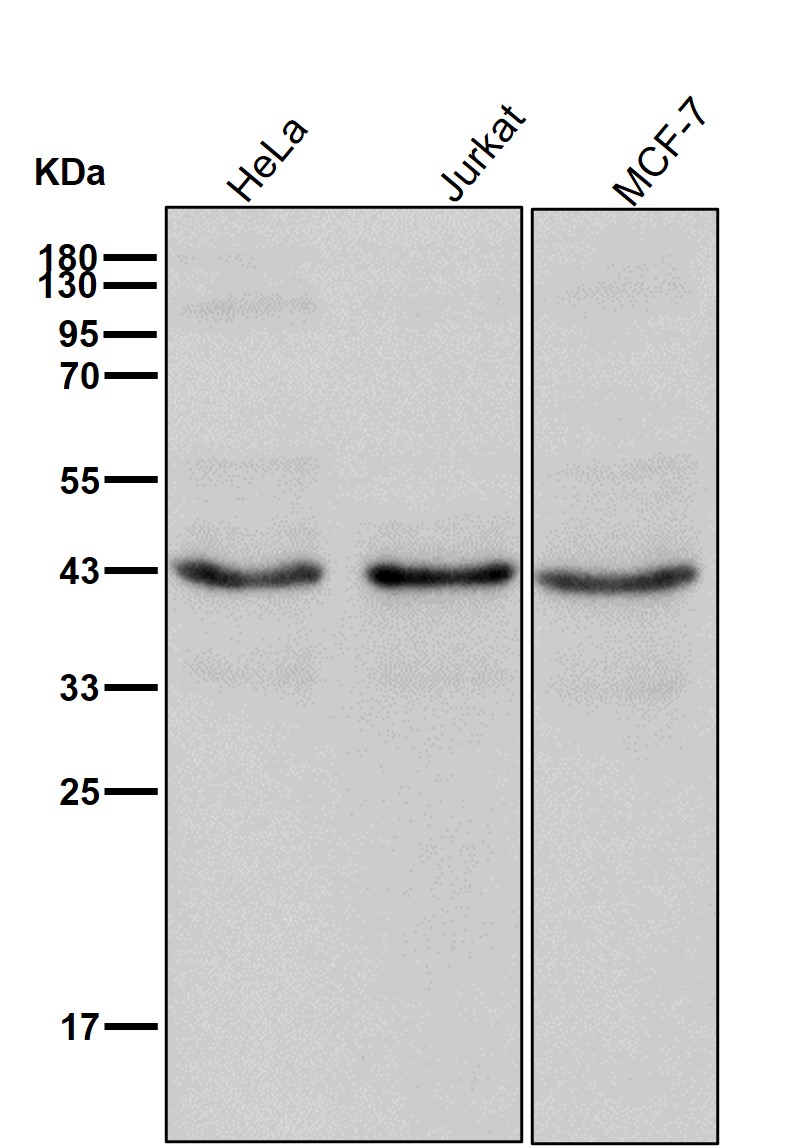 NUDC Ab