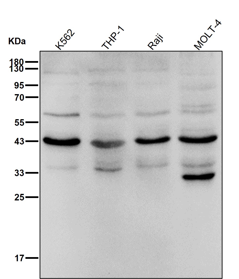 NUDC Ab