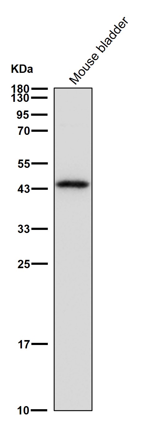 NUDC Ab