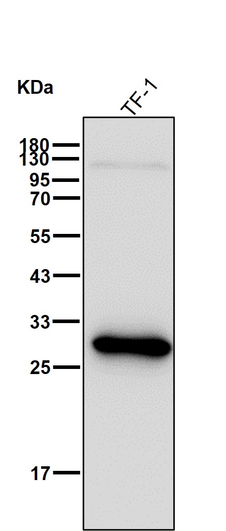 Carbonic anhydrase 1 Ab