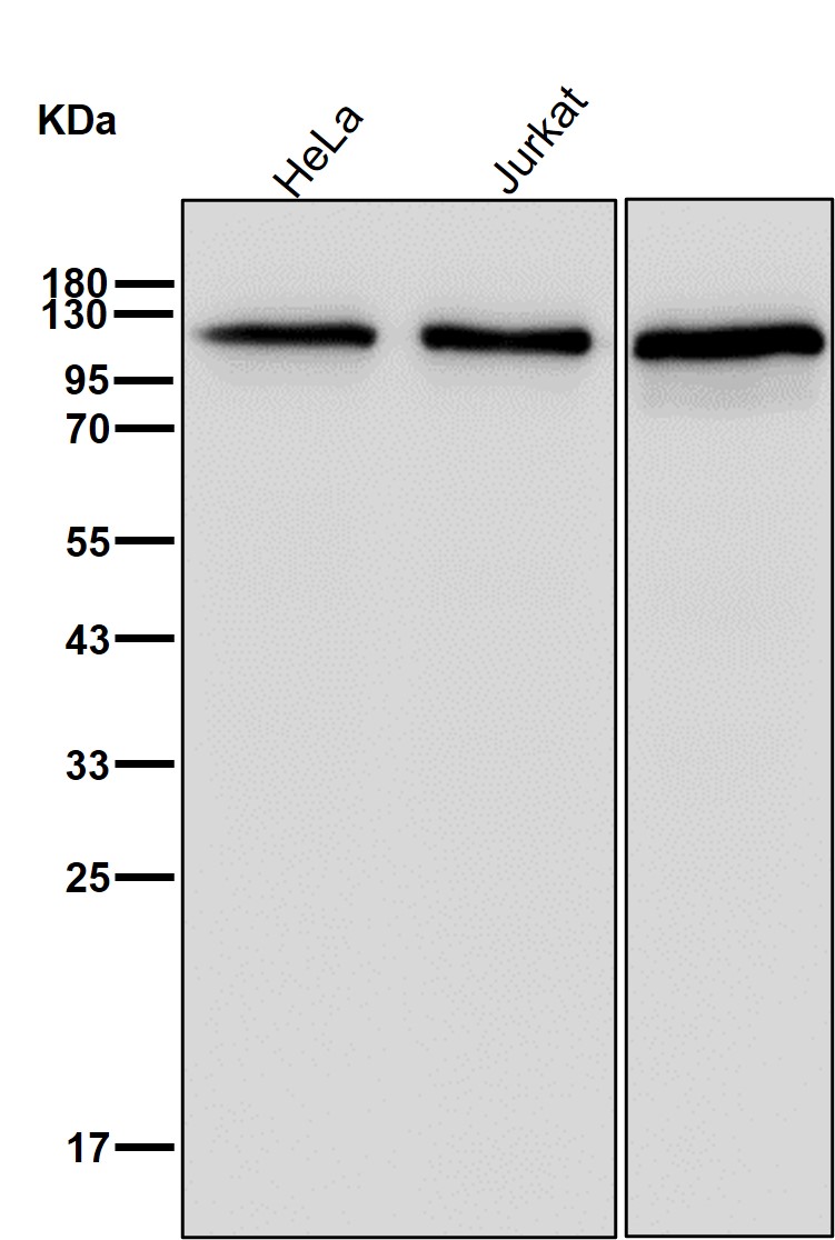 TIF1 beta Ab