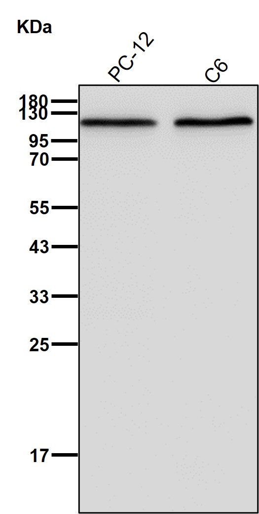 TIF1 beta Ab