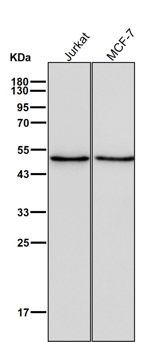 CDK5 activator 2 Ab