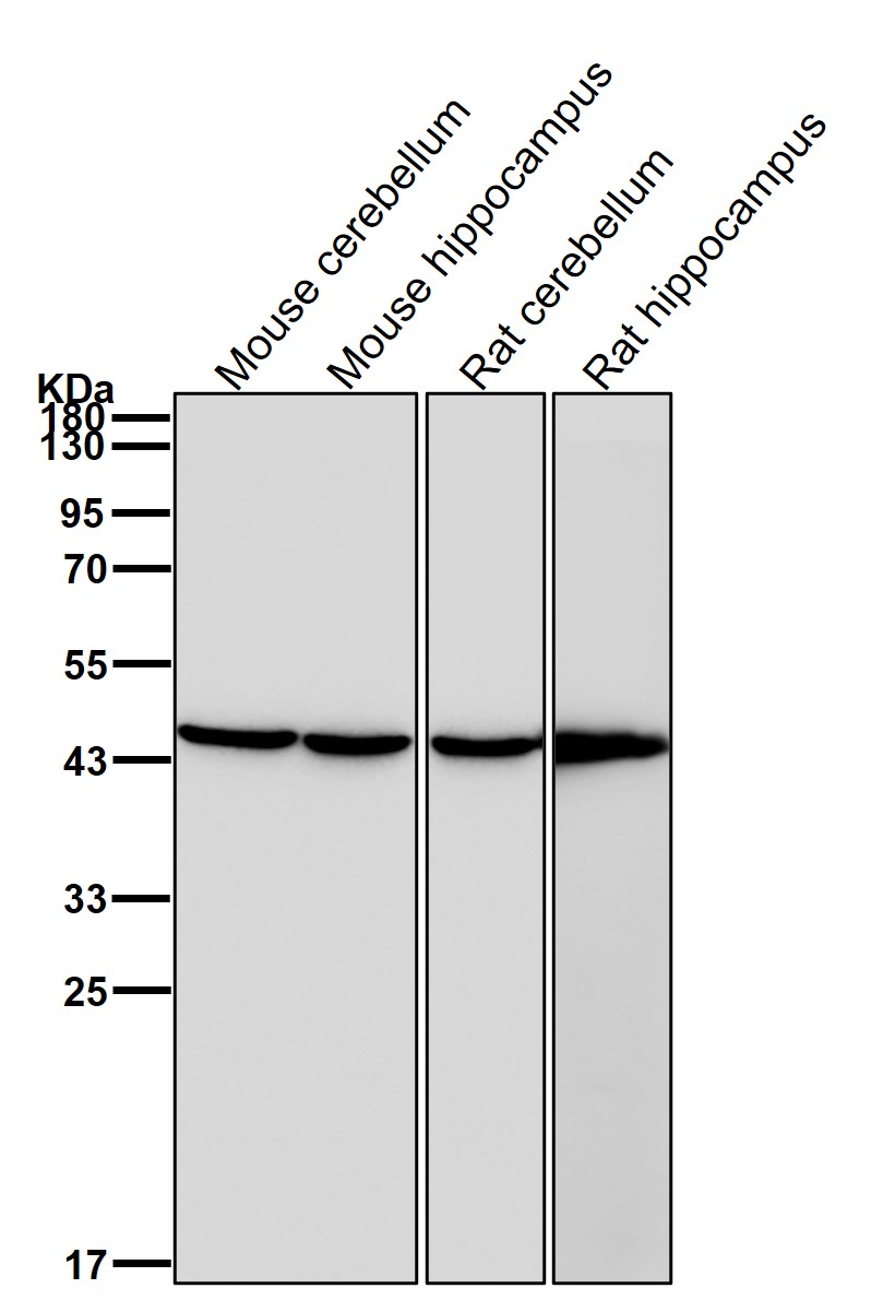 CDK5 activator 2 Ab