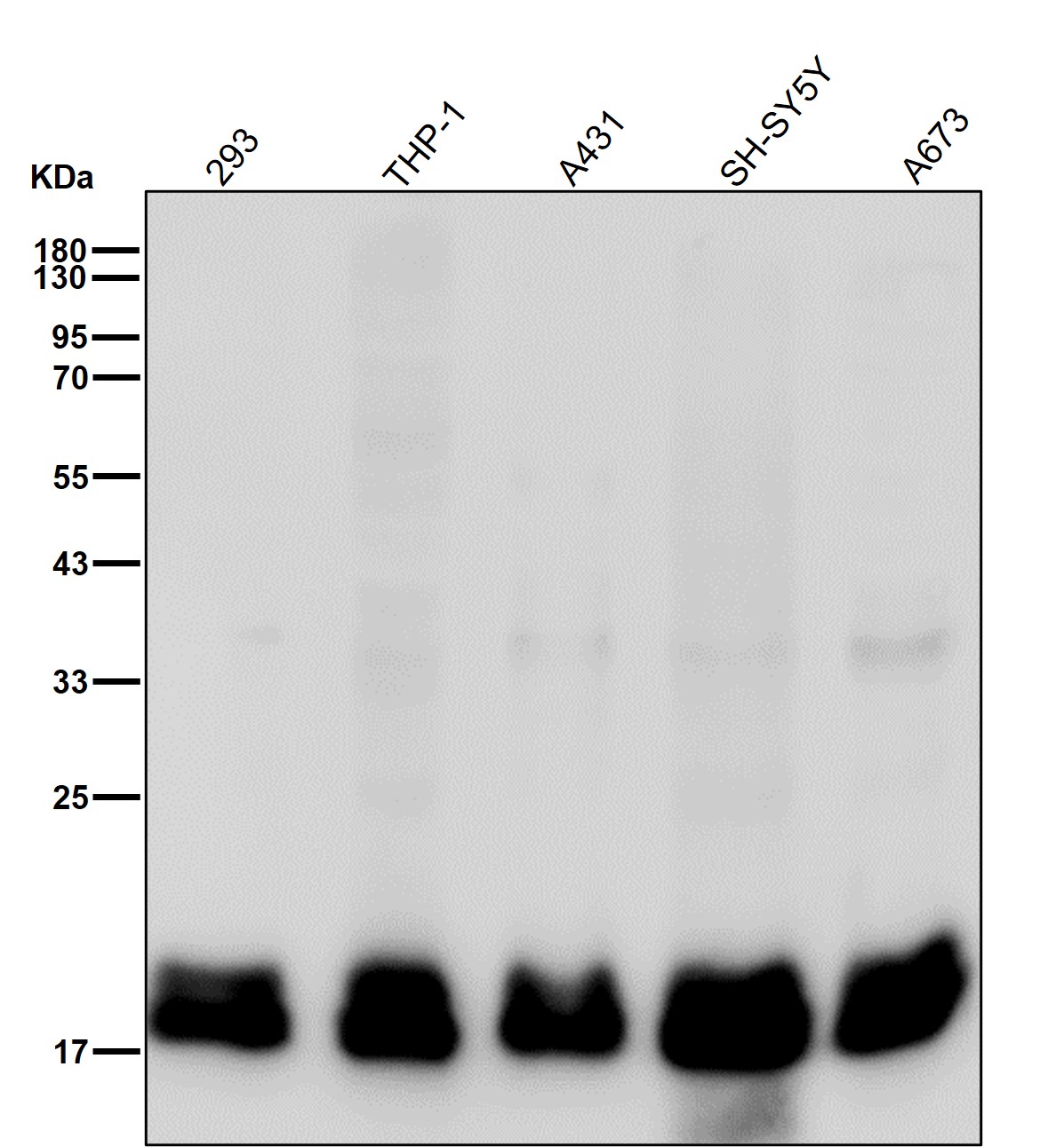 PTH 2 Ab