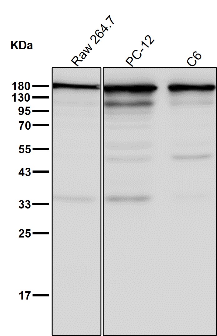 UGT1 Ab