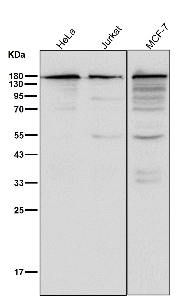 UGT1 Ab