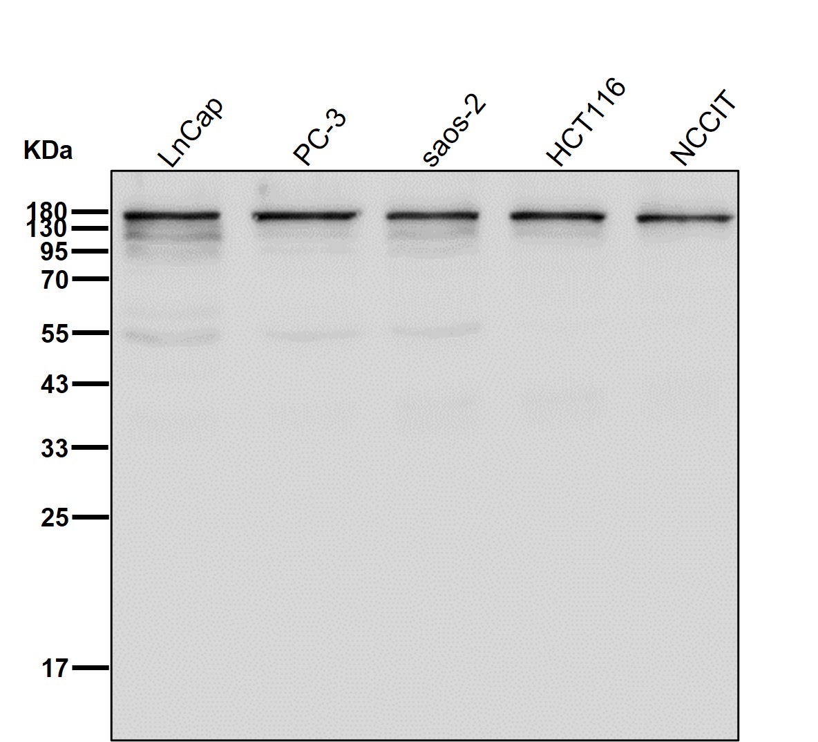 UGT1 Ab