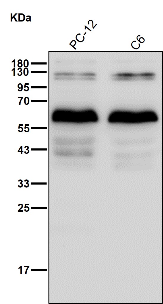 SMAD 1/9 Ab