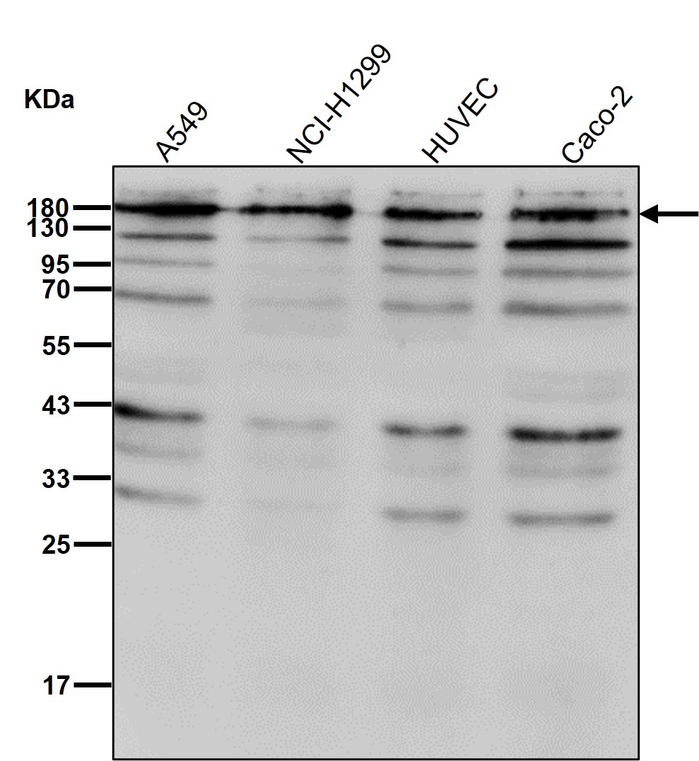 IQGAP1 Ab