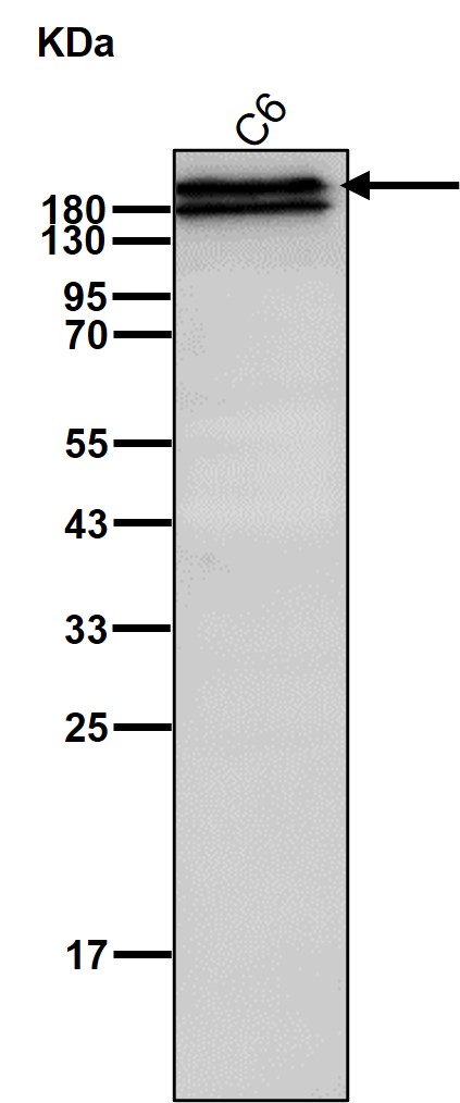 Laminin beta 1 Ab