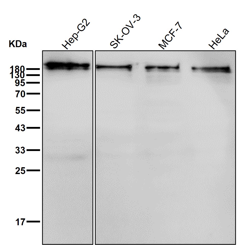 Laminin beta 1 Ab