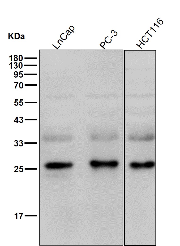 Hsp27 Ab