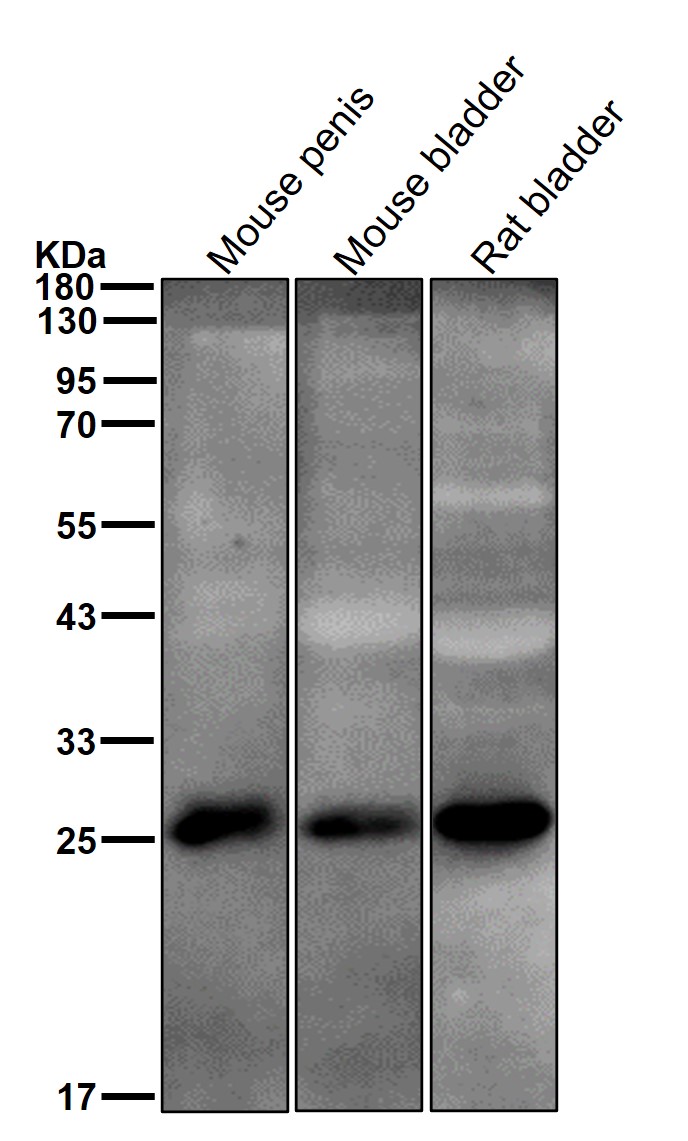 Hsp27 Ab