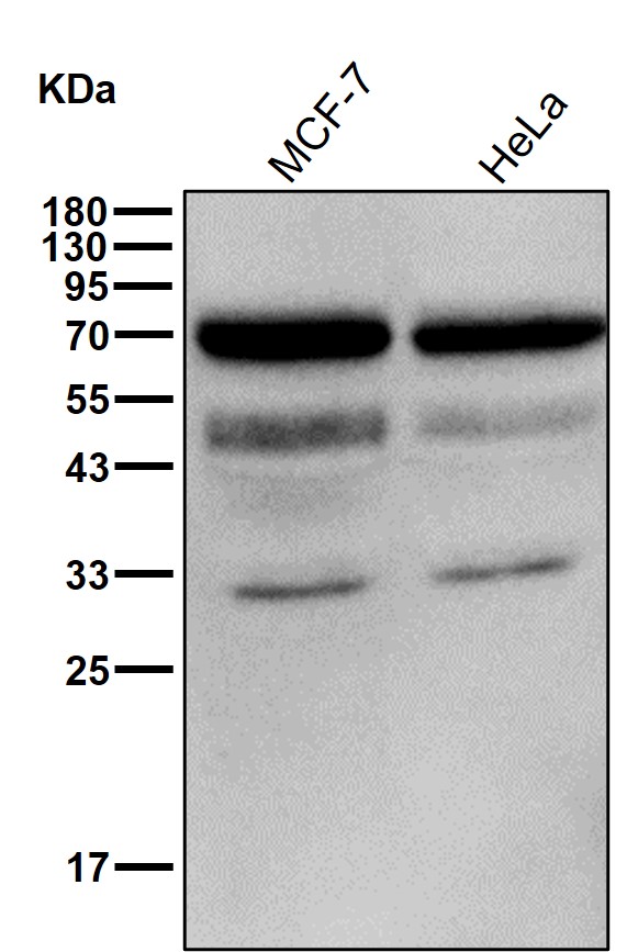 Mesothelin Ab