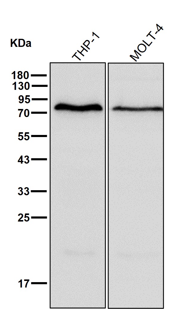 Lymphocyte cytosolic protein 2 Ab