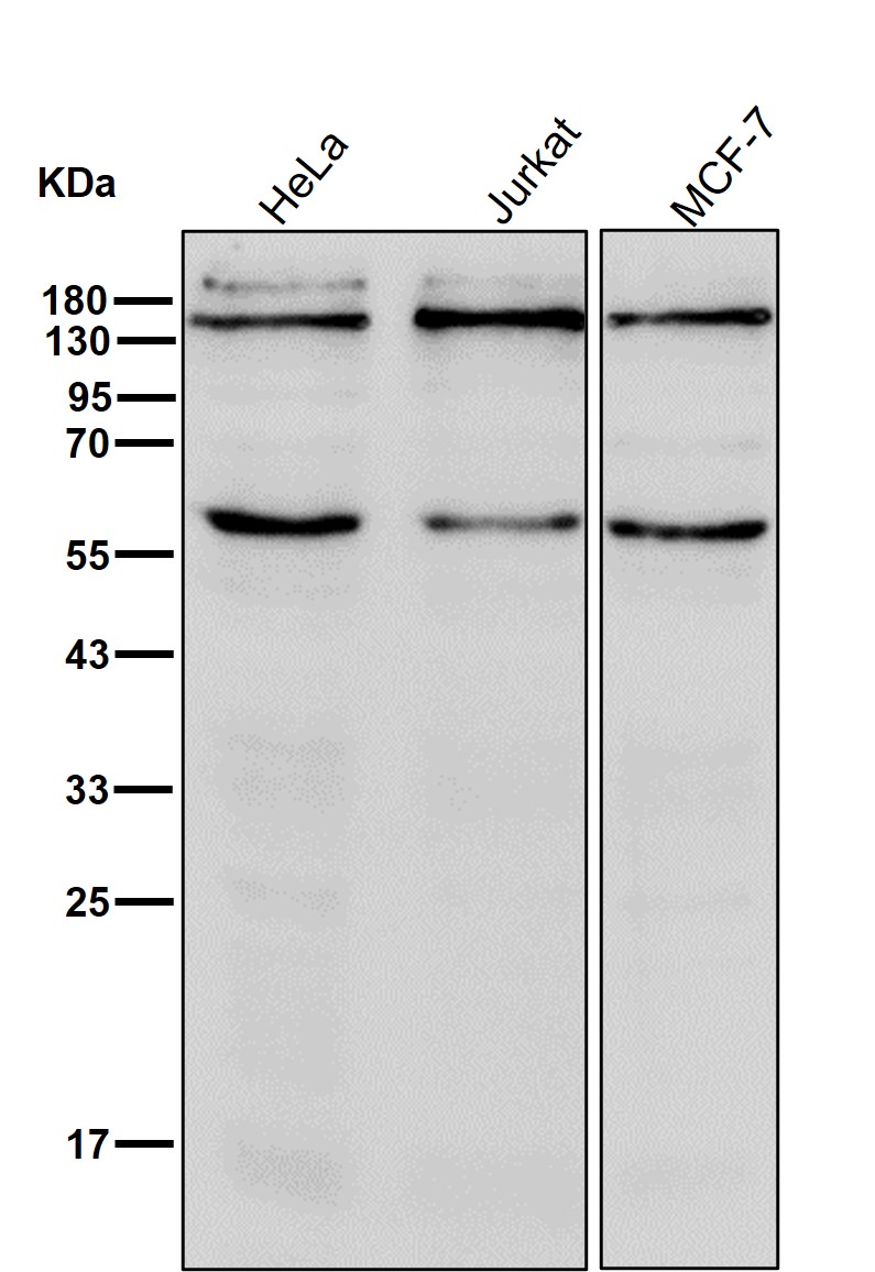 PLCG1 Ab