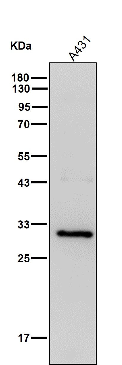 PSMA1 Ab