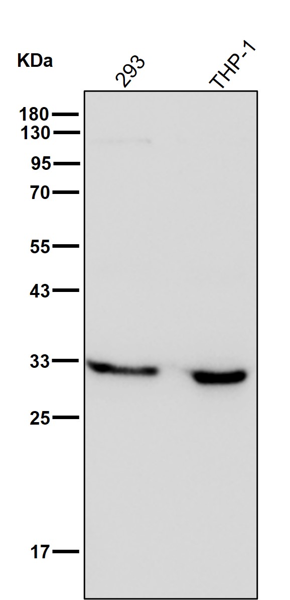 PSMA1 Ab