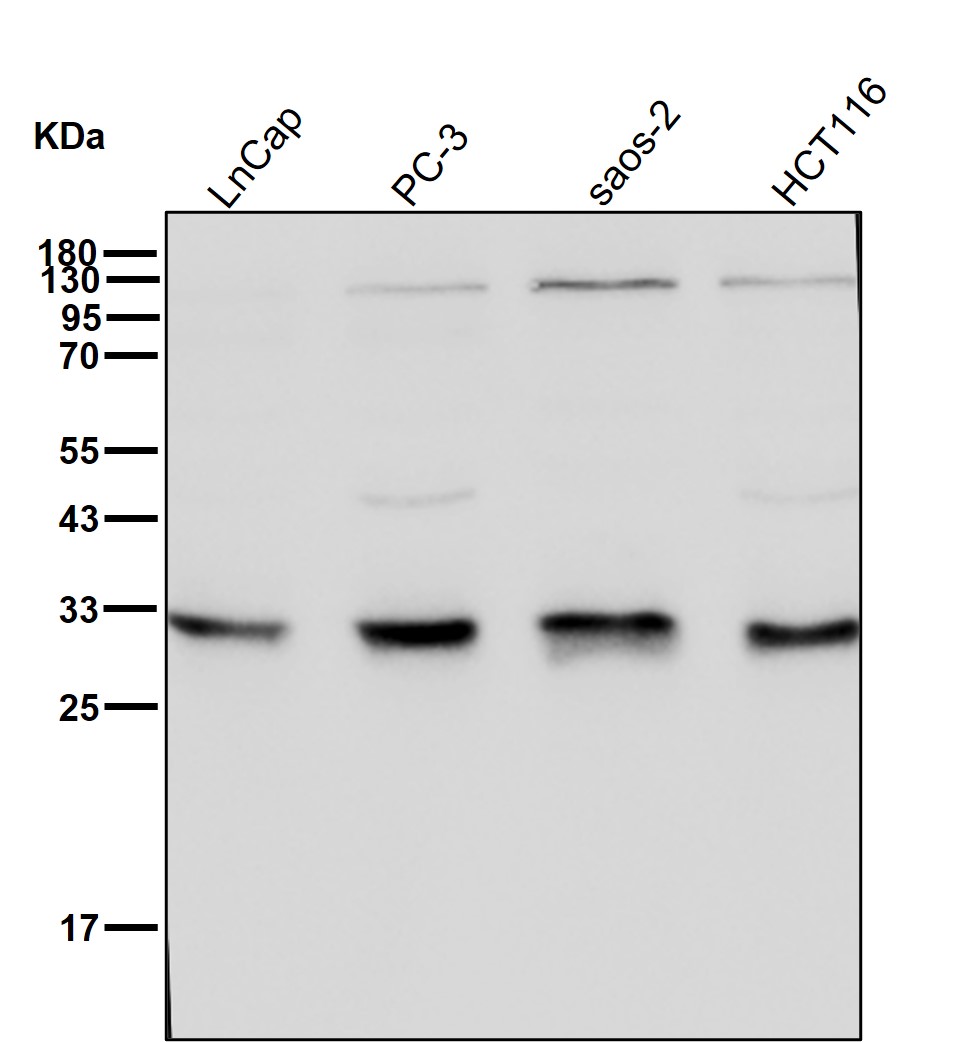 PSMA1 Ab