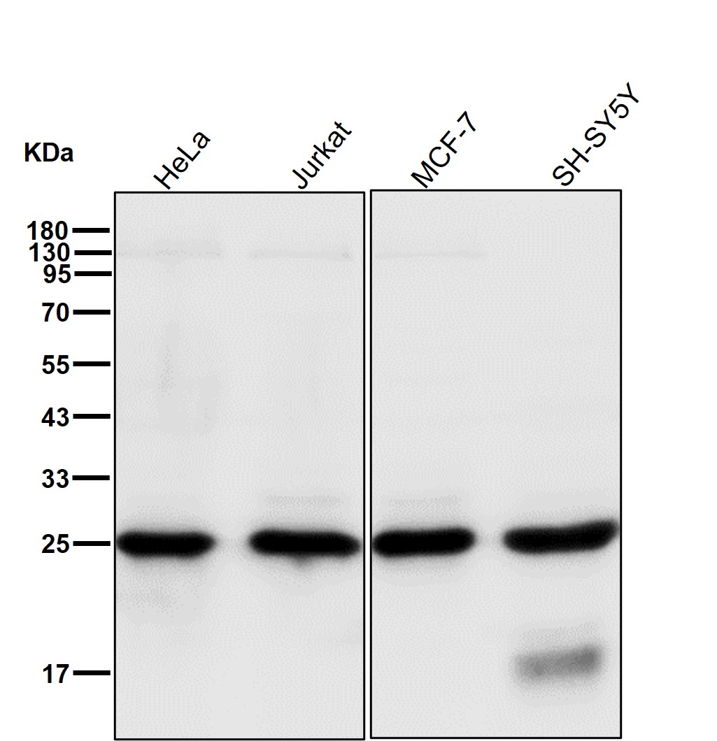 PSMA2 Ab