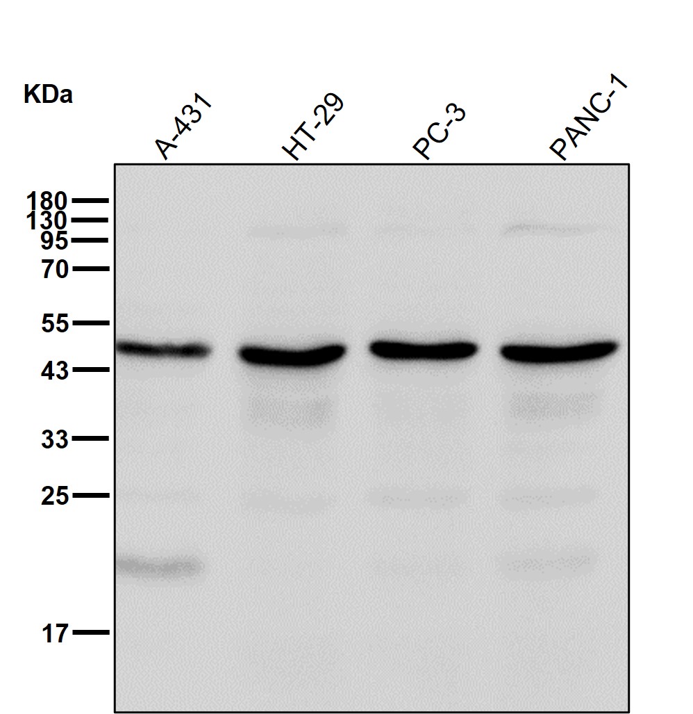 Aurora kinase A Ab