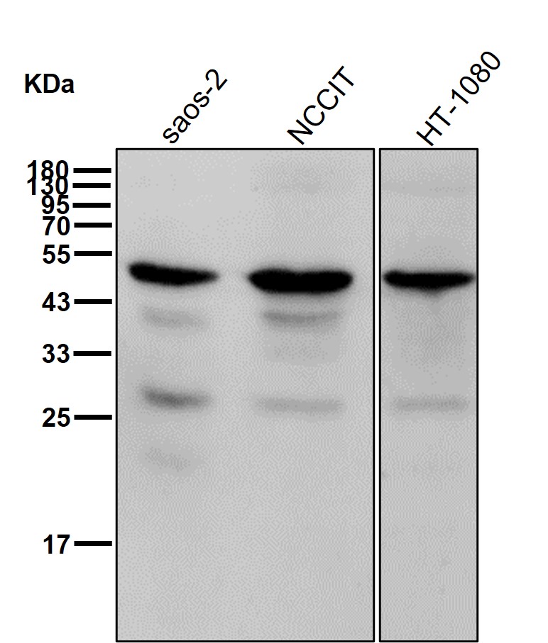 Aurora kinase A Ab