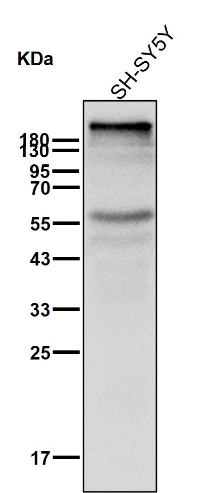 ITPR1 Ab