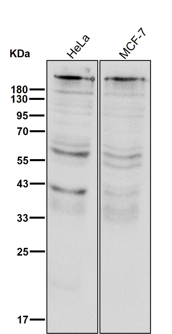 ITPR1 Ab