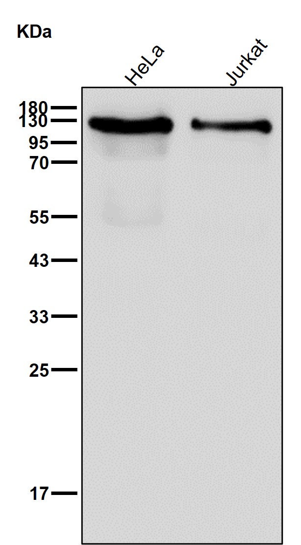 TIF1 beta Ab